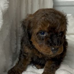 AKC Dexter - Cafe au lait male Poodle puppy in Elgin, South Carolina from Silver Bells Paw Prints