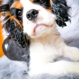 Cavalier King Charles Spaniel All Grown Up from MagPie Cavaliers