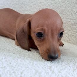 Three - Red male Dachshund puppy in Spokane, Washington from Dearhaven Doxie