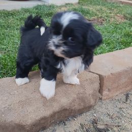 Boots - Black female Shih Tzu puppy in Paradise, California from Richview Shihtzu