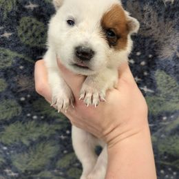 Soup - Red speckled male Australian Cattle Dog puppy in Mena, Arkansas from Red Desert Australian Cattle Dogs
