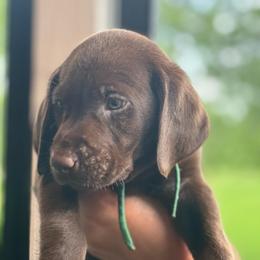 Green Collar - Chocolate male Labrador Retriever puppy in Winchester, Kentucky from Bourbon Country Retrievers