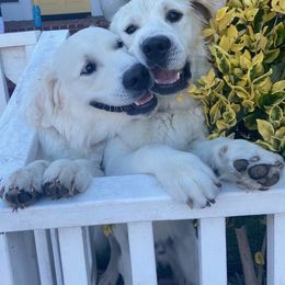 Cavapoo, Goldendoodle, and Golden Retriever Puppies from SoléLuna Golden Retrievers