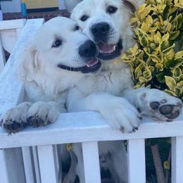 Cavapoo, Goldendoodle, and Golden Retriever Puppies from SoléLuna Golden Retrievers