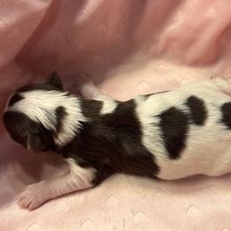 Star - Parti female Yorkshire Terrier puppy in Stockton, California from Maranatha Yorkies - Stockton