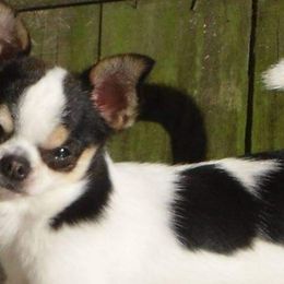 Chihuahuas from Waynerae Chihuahuas