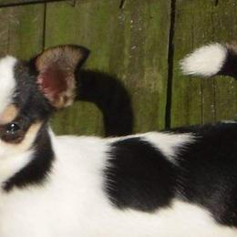 Chihuahuas from Waynerae Chihuahuas