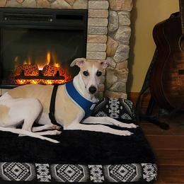 Whippet Puppies from Tigger’s Whippets