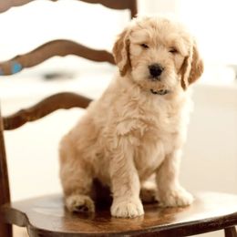 Goldendoodles from Those Cool Doods