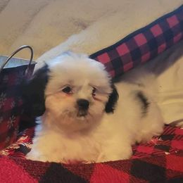 Boy 3 - Shih Tzu puppy in Wooster, Ohio from Mending Hearts Shih Tzu's