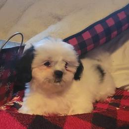 Boy 3 - Shih Tzu puppy in Wooster, Ohio from Mending Hearts Shih Tzu's