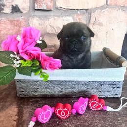 Orange collar - Brindle male Pug puppy in Tucson, Arizona from Furever Friends