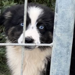 Boy 3 - Black tri-color Australian Shepherd puppy in Albertville, Alabama from Bunkhouse Aussies
