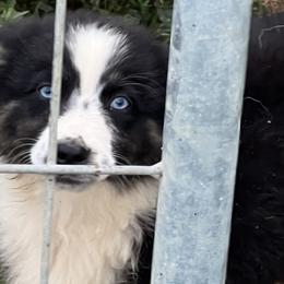 Boy 3 - Black tri-color Australian Shepherd puppy in Albertville, Alabama from Bunkhouse Aussies