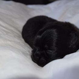 Sleepy - Black and white female Shih Tzu puppy in Porterville, California from Moore Shih Tzus