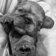 English Toy Spaniel Puppies from Skyline