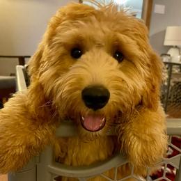 Aussiedoodle and Goldendoodle Puppies from Saddle Hill Farms