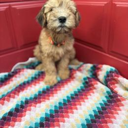Sherbet - Merle male Whoodle puppy in Gladewater, Texas from Kalin’s K9s