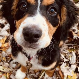 Bernedoodles from Molly’s Minnies - Mini Bernedoodles