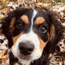 Bernedoodles from Molly’s Minnies - Mini Bernedoodles