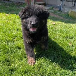 German Shepherd Puppies from Von Nikolaos German Shepherds