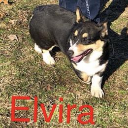 Elvira - Pembroke Welsh Corgi