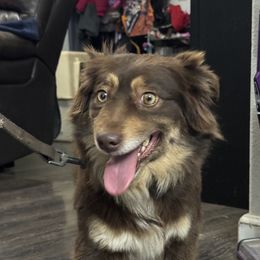 Penny - Miniature Australian Shepherd
