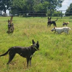 Australian Kelpies from EC Ranch