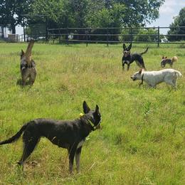 Australian Kelpies from EC Ranch