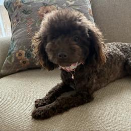 Cocoa - Poodle