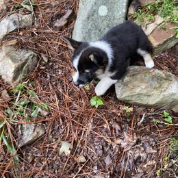 Pembroke Welsh Corgi Puppies from Dalton Family Corgis