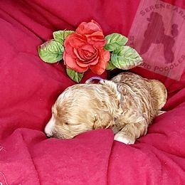 Poodle Puppies from Serene Arenas' Standard Poodles