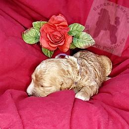 Poodle Puppies from Serene Arenas' Standard Poodles