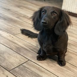 Wednesday - Dachshund