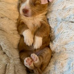Purple Collar - Red  female Goldendoodle puppy in Blanchard, Oklahoma from Dream Doodles by Dondi