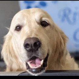 Winter Snow - Golden Retriever
