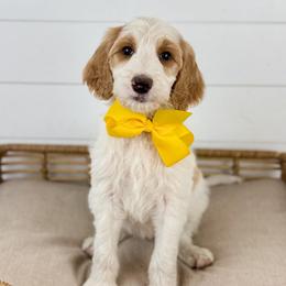 Toffee - Yellow Collar - Parti female Goldendoodle puppy in The Woodlands, Texas from Golden Fields Doodles