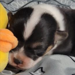 Silver bandana boy - Black and tan male Pembroke Welsh Corgi puppy in Cherokee, Oklahoma from MCS Farms-OK