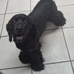 Cocker Spaniel puppies from Rich Cat’s