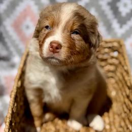 Lily - Red merle female Australian Shepherd puppy in Clover, South Carolina from Jo’s Aussies
