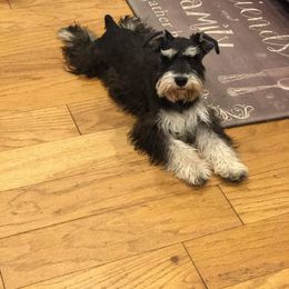 George - Miniature Schnauzer