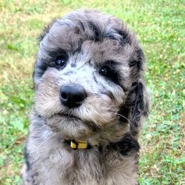 Odin - Merle male Sheepadoodle puppy in Owensville, Missouri from Oak Valley Kennels