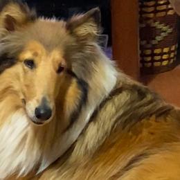 Dusty - Collie