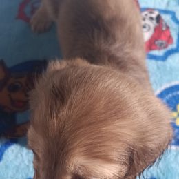 Dachshund Puppies from Nikas Baby Beanz LH Dachshunds