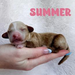 Summer - Red  female Goldendoodle puppy in St. George, Utah from Utah Mini Doodles