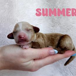 Summer - Red  female Goldendoodle puppy in St. George, Utah from Utah Mini Doodles
