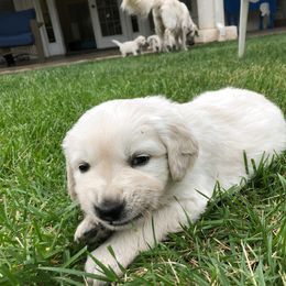 Golden Retriever Puppies from Dream Goldens