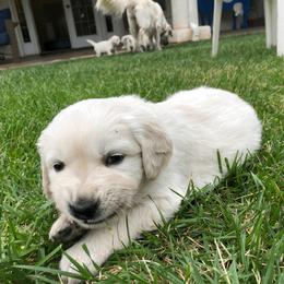 Golden Retriever Puppies from Dream Goldens