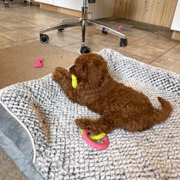 Millie - Red female Cavapoo puppy in Sugarcreek, Ohio from True Hearted Doodles