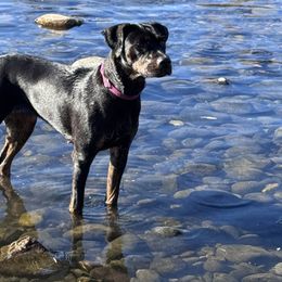 Harley - Catahoula Leopard Dog